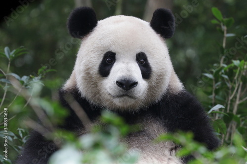 Serious Giant Panda is Staring at something  very funny posture  China