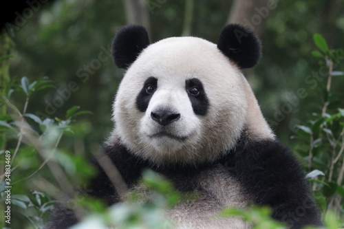 Serious Giant Panda is Staring at something, very funny posture, China © foreverhappy
