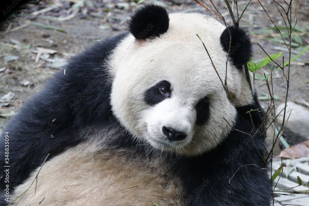 Sweet Giant Panda in China