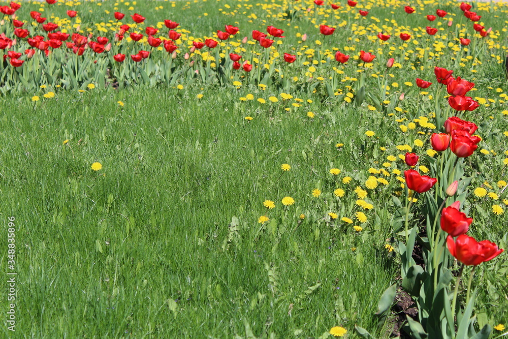 field of red tulips, yellow dandelions and green grass