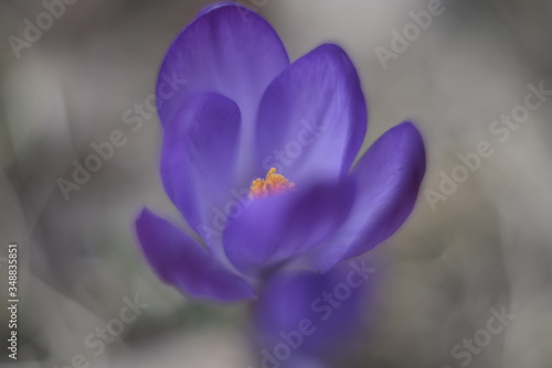 spring crocus flowers