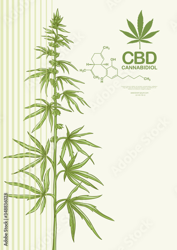 Hemp, Cannabis plant. Template, poster, card, good for product label. Vector illustration in natural green colors.