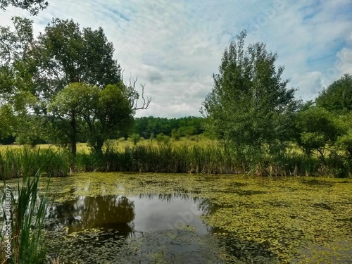 lake reflecting green forest close to the woods in summer season on sunny day with blue sky