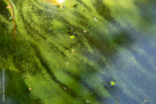 Blaualgen in einem Gewässer, baden verboten photo