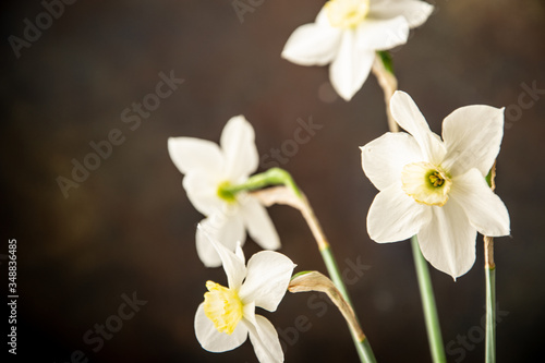 white narcissus on black