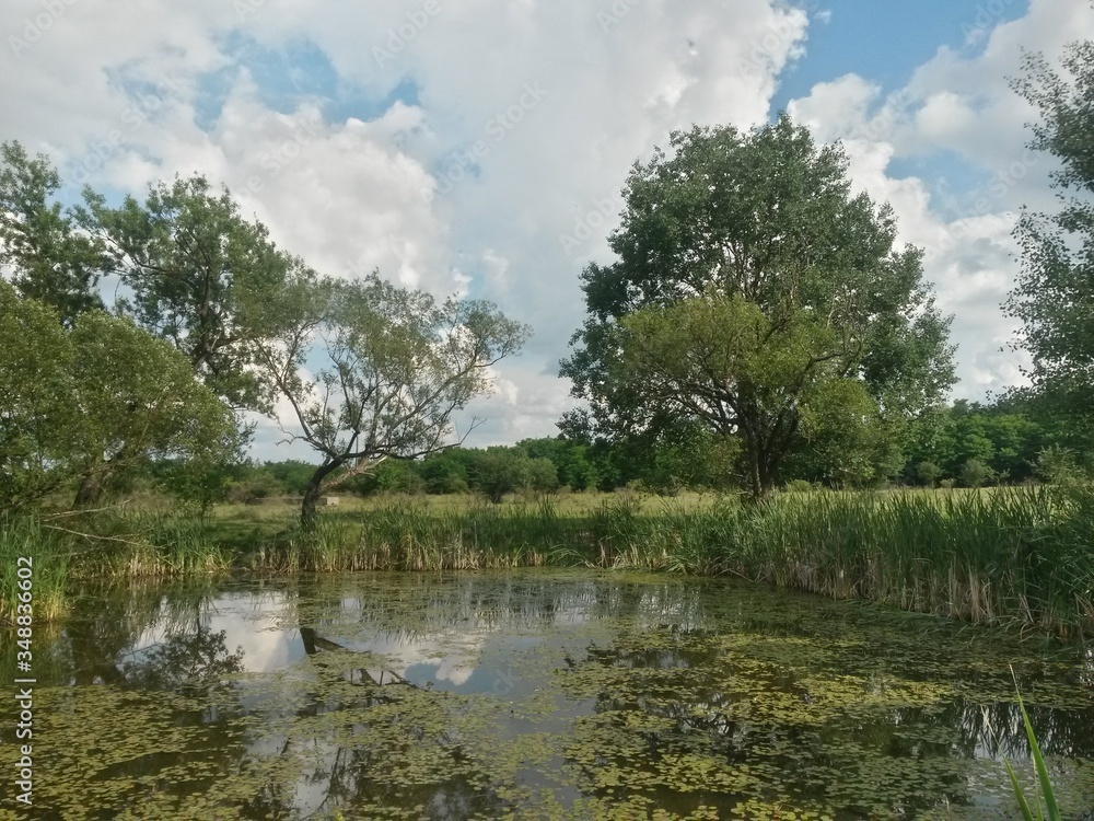 Obraz premium lake reflecting green forest close to the woods in summer season on sunny day with blue sky