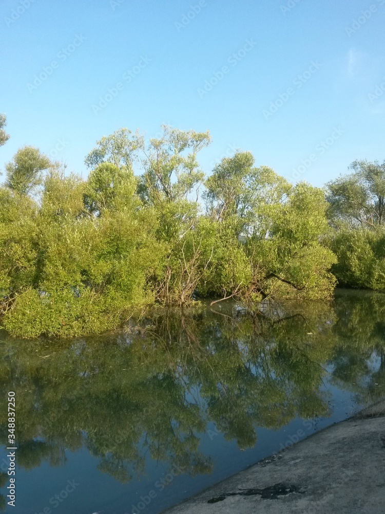lake reflecting green forest close to the woods in summer season on sunny day with blue sky lake reflecting green forest close to the woods in summer season on sunny day with blue sky