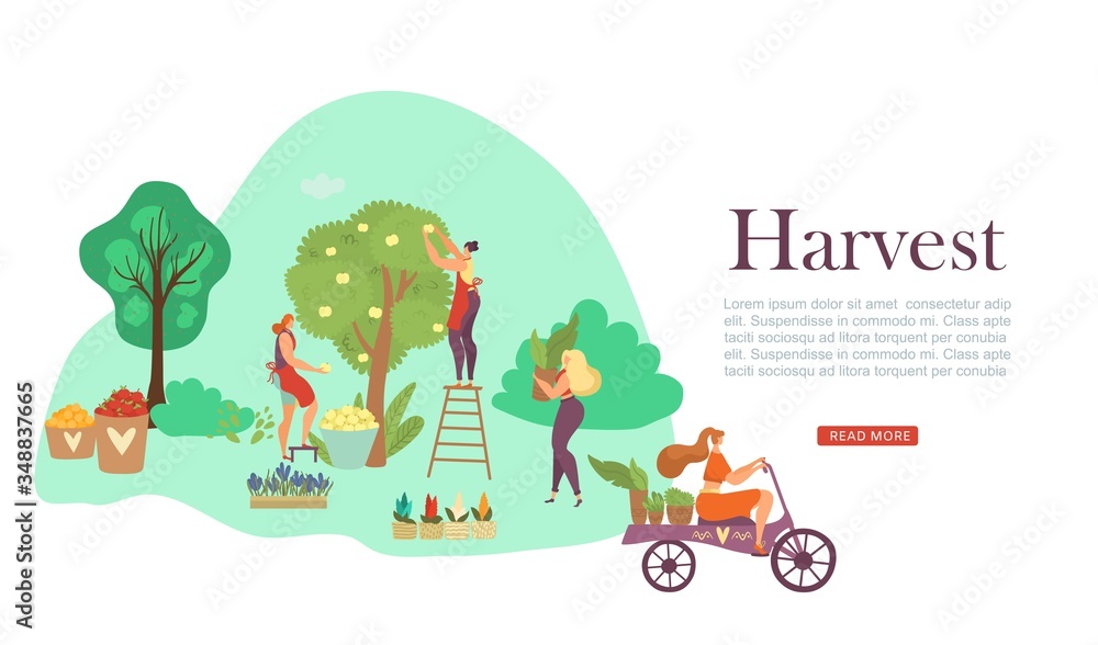 Fototapeta premium Autumn harvesting people, fruit trees and basket of ripe apples in farm landscape flat vector illustration. Farmers in fall tree garden with harvest. Crop season scenes of harvesters web banner.