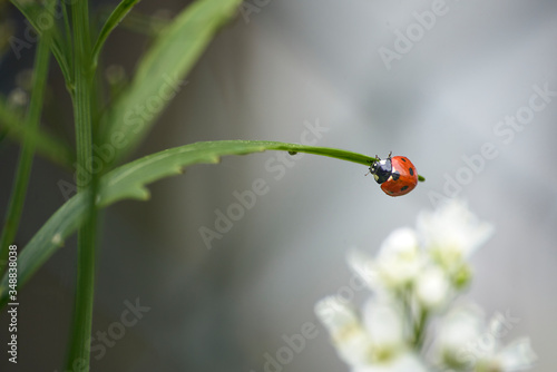 close up of a lady bug