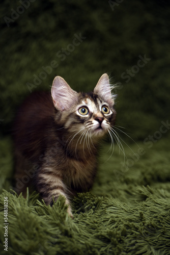 Cuadro en lienzo little cute striped kitten on a green