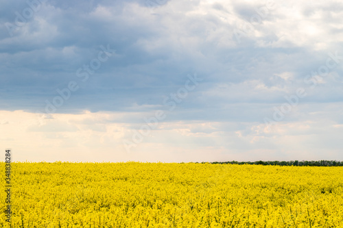 Field of yellow flowers. Rapeseed.