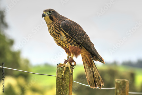 A New Zealand native falcon, also called karearea in Maori, perched on a fence post photo
