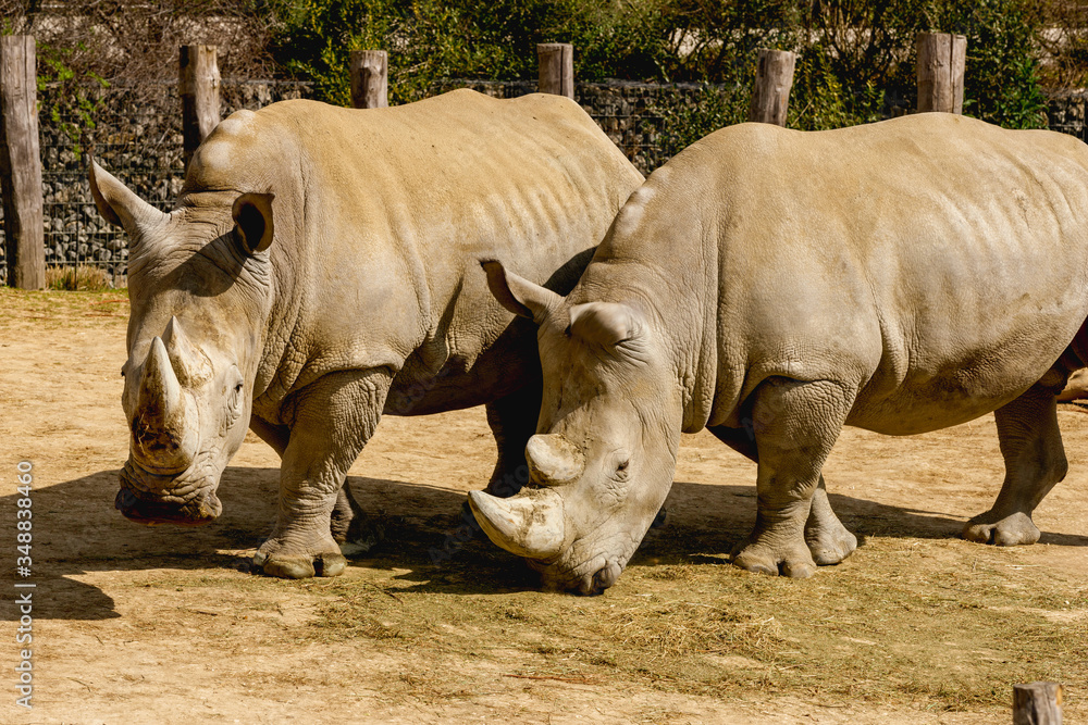 Obraz premium rhino in the wild