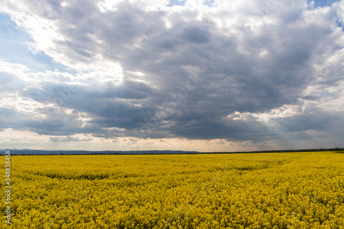 Field of yellow flowers. Rapeseed.