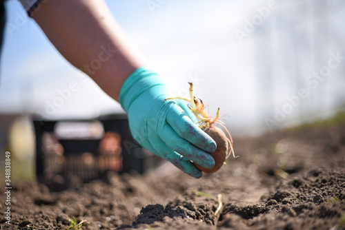 planting potatoes