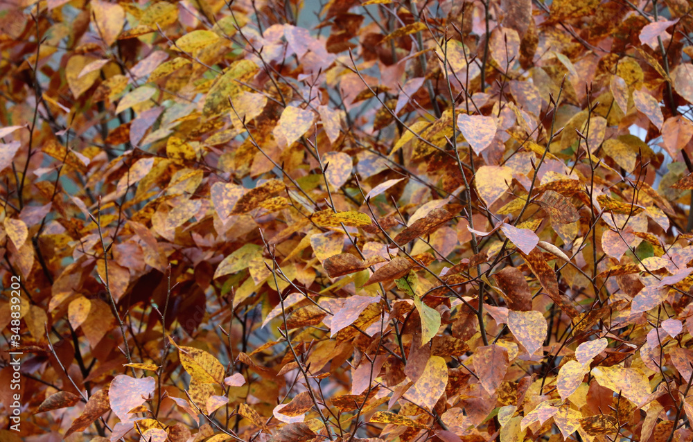 autumn leaves background autumn leaves background