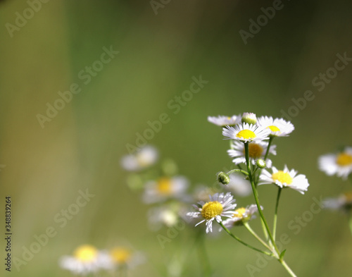 Close up White daisies in a meadow