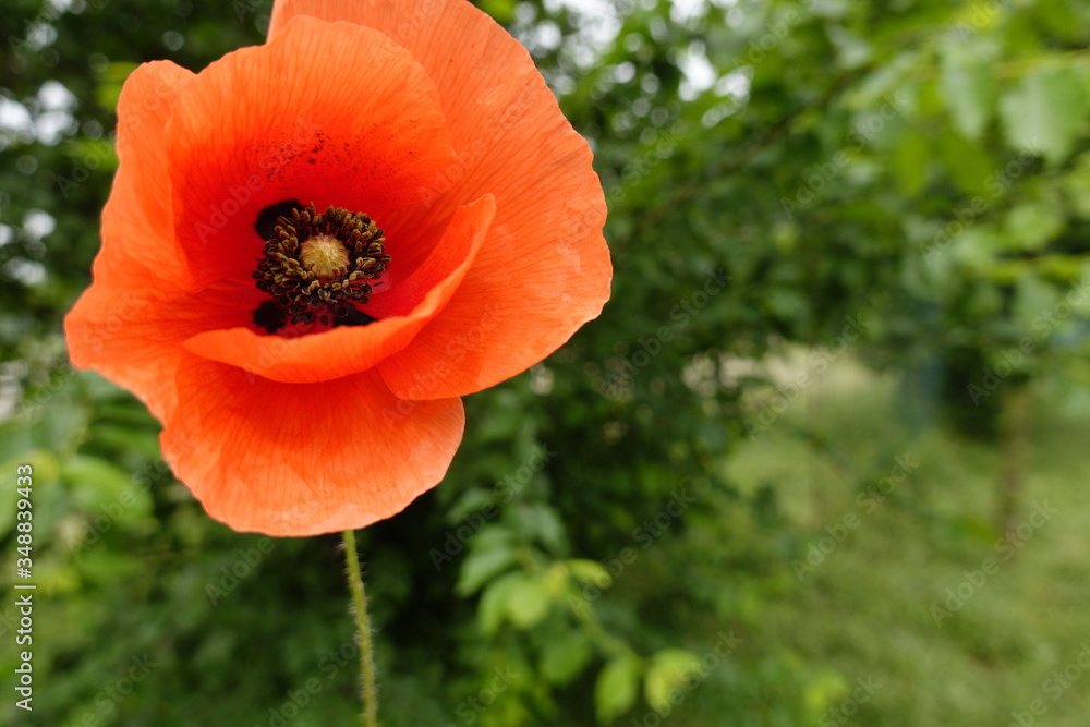 Poppy with background