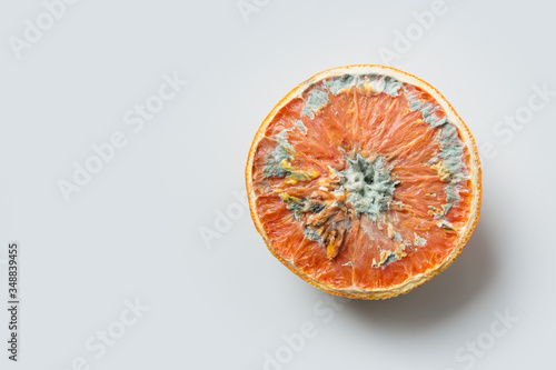 Ugly half orange with mold on grey light background. . Close up, isolated. Top view.