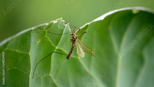 close up of a skorpion fly  © marcobortignon