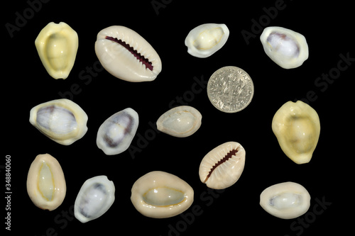 Obraz na plátně Shells of the money cowrie, used as currency in some Pacific and Indian Ocean countries