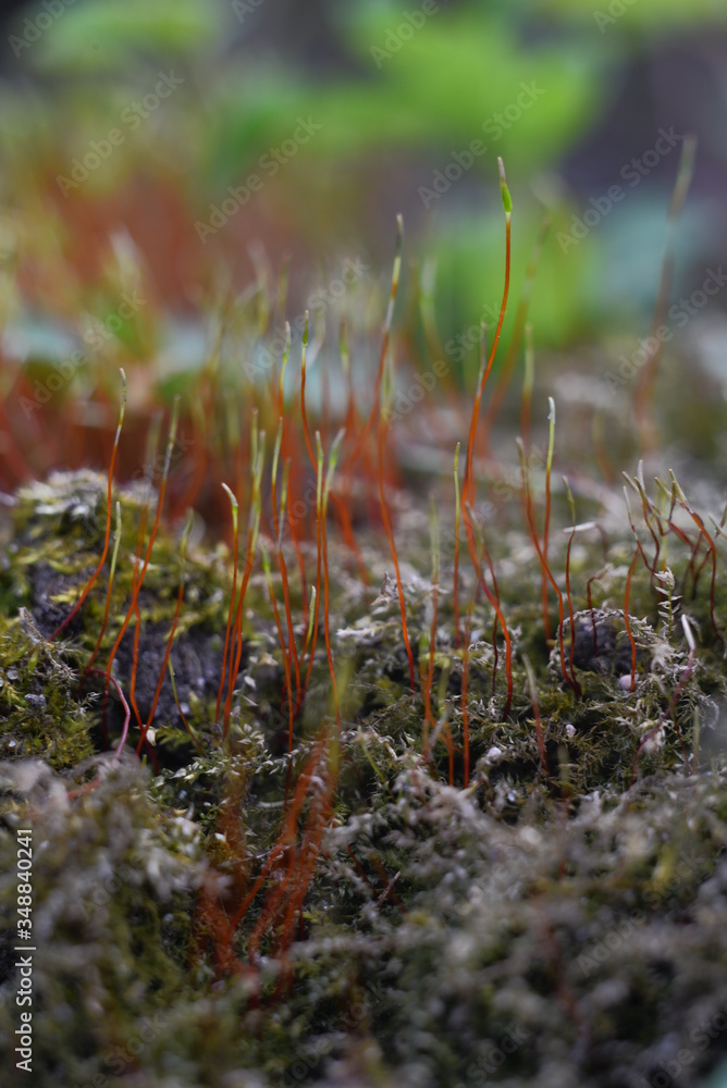 moss on the ground