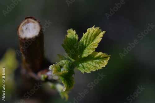 close up of a branch