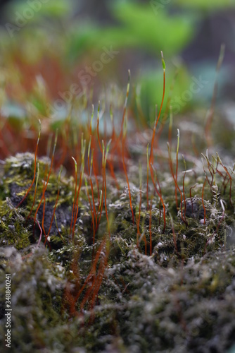moss on the ground