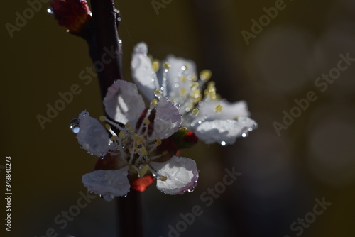 rain drops on a flower