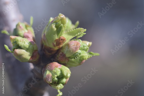 close up of a bud