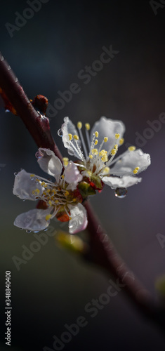 close up of a flower