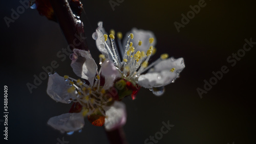 white flower in the rain