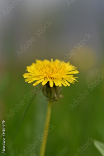 yellow dandelion flower