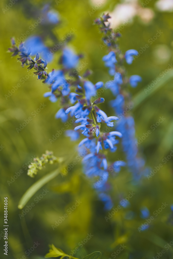 Obraz premium FLOWER-2