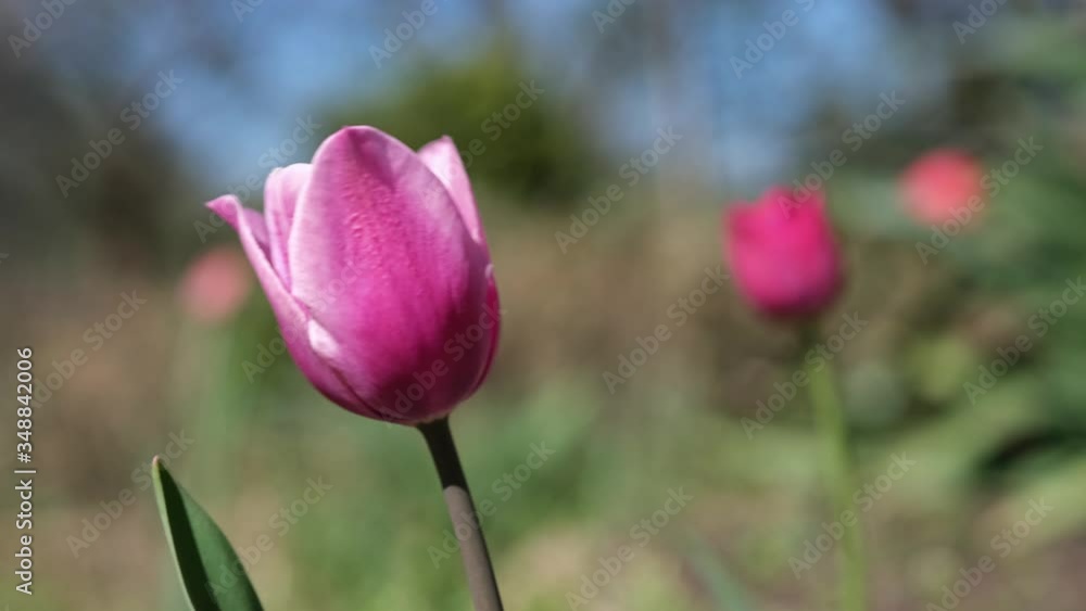 Beautiful spring pink tulip flowers in garden. Close up. Colours of nature. Happiness background. Beautiful spring pink tulip flowers in garden. Close up. Colours of nature. Happiness background.
