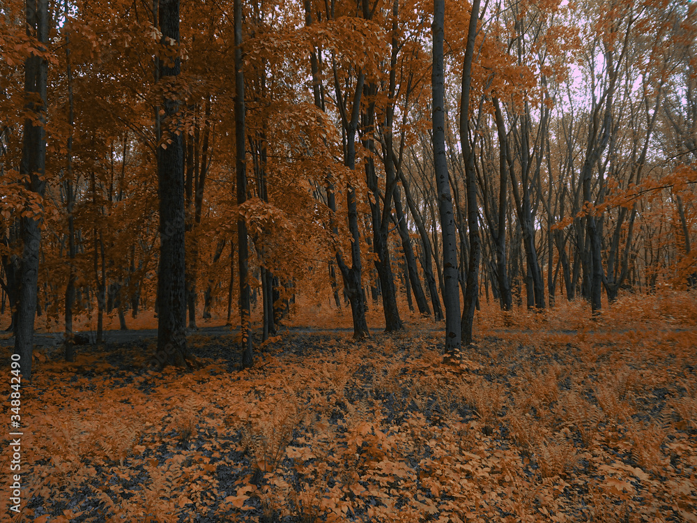 Fototapeta premium autumn in the woods