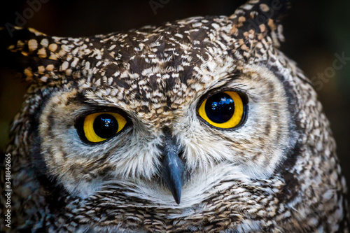 Spotted Eagle Owl 