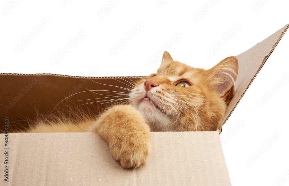 adult ginger cat resting in a brown cardboard box