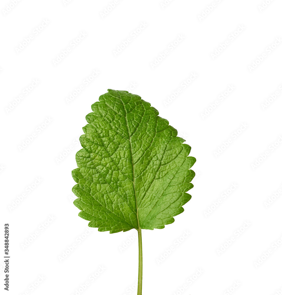 green mint leaf isolated on a white background, fragrant and refreshing spice green mint leaf isolated on a white background, fragrant and refreshing spice