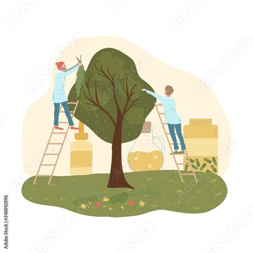 Organic medicine, oils from trees and wild plants, doctors collect leaves for naturopathy products flat vector illustration. Natural bio treatment and organic medicine in nature.