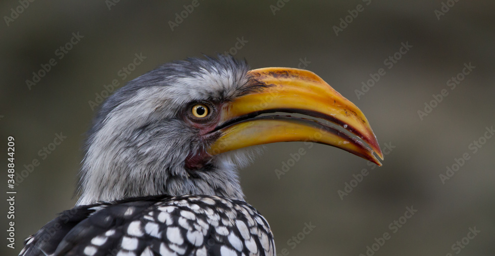 A yellow-billed Hornbill in South Africa 