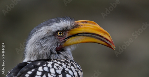 A yellow-billed Hornbill in South Africa  © Charles