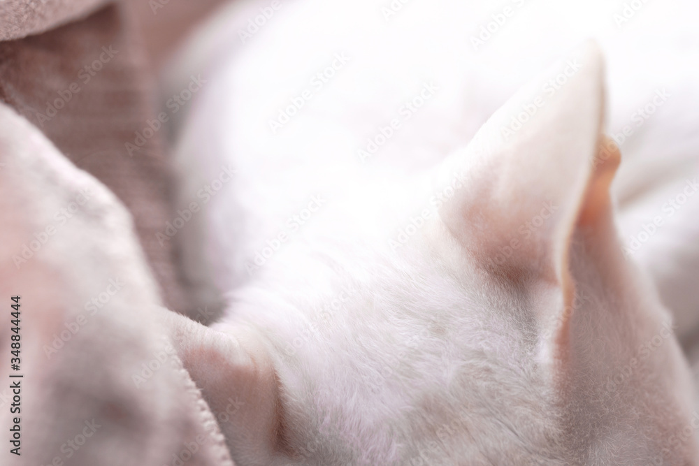 Close-up of cute sleeping kitten Close-up of cute sleeping kitten