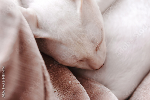 Close-up of cute sleeping kitten © blackday