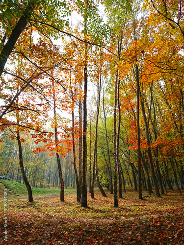 Colorful autumn forest with fallen leaves