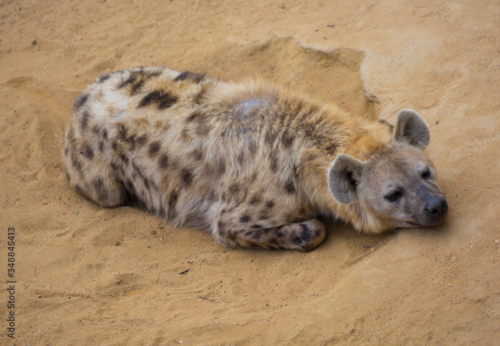 Obraz premium Hyena resting in sand in desert