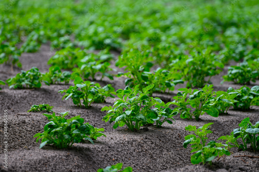 Young potato plants growing on farm field in springtime Young potato plants growing on farm field in springtime