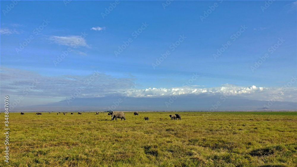 Beautiful panorama of Amboseli park. On the green grass of the savannah grazing elephants, large and small. In the distance, Mount Kilimanjaro, the peak is hidden by dense white clouds. Clear blue sky