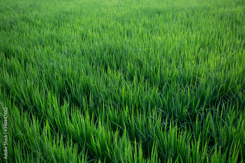 成長している青々と成長している稲の風景