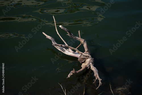 dry death tree branch in the water © Pannakornsnapit